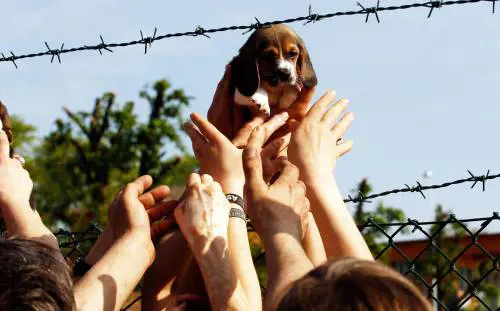 Green Hill, condannati 12 animalisti: pene da 8 a 10 mesi