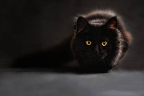 Gatto nero, foto