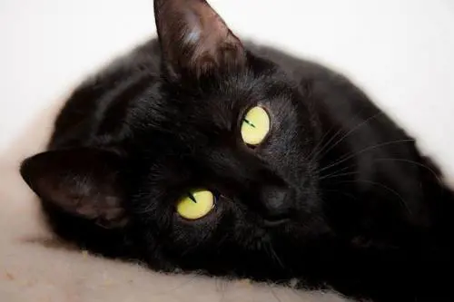 Spagna, uccide il gatto nella lavatrice e pubblica video online