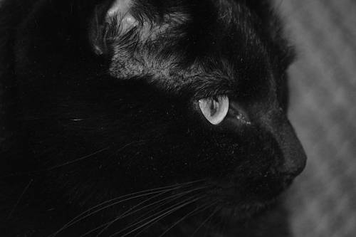 Il gatto che visse 38 anni. Che «matusa» questi animali