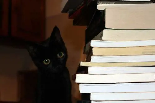 Oggi è la Giornata Nazionale del Gatto Nero