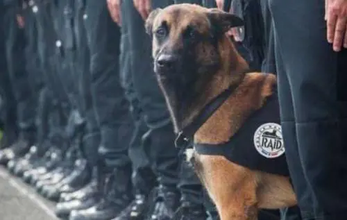 Il fatale destino  di Diesel,  cane poliziotto caduto da eroe