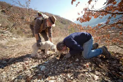 C'è la guerra del tartufo. E i "caduti" sono i cani