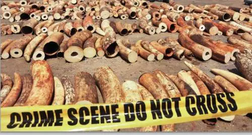 Isis e Al Qaeda finanziati dal bracconaggio