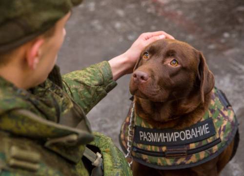 Nuovi giubbotti blindati per cani poliziotto russi