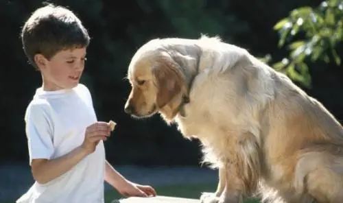 Usa, i cani fanno bene ai bambini