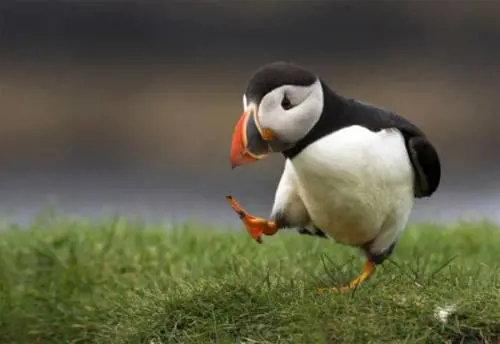 Il cambiamento climatico mette a rischio estinzione almeno 9 specie animali