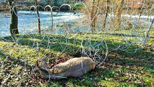 Gli animalisti protestano per i muri anti-profughi