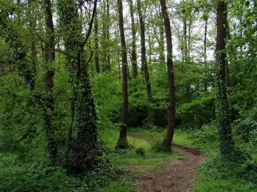 Genova, uomo trovato decapitato nel bosco