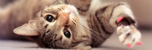 Riesci a trovare il gatto?
