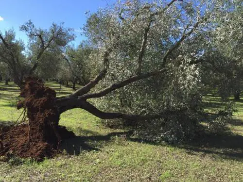 Xylella, ulivi sotto sequestro e indagini su 10 persone