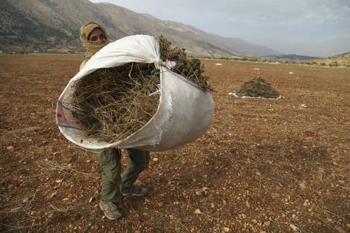 I rifugiati siriani in Libano? Ora coltivano la cannabis