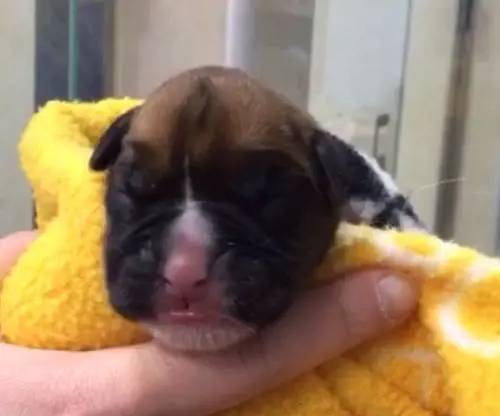 Muore il cane e lo clonano: una coppia spende 90 mila euro