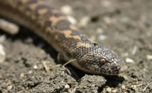 Agrigento, ritrovati i serpenti usati in guerra come proiettili dagli antichi Greci