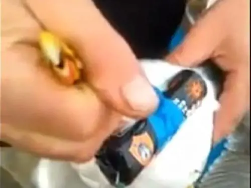 Legano petardo a un gabbiano e lo fanno esplodere in volo