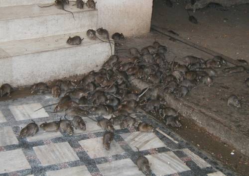 Orrore e morte in culla: neonata divorata dai topi