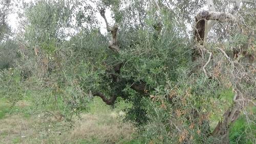 Frodi alimentari, olive "verniciate": blitz in due aziende 