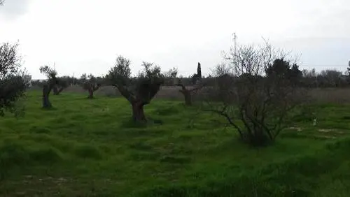 Xylella, Nature bacchetta l'Italia per il batterio che minaccia l'Ue