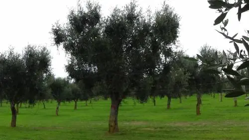 Lecce, Xylella: ​Emiliano a colloquio dai pm
