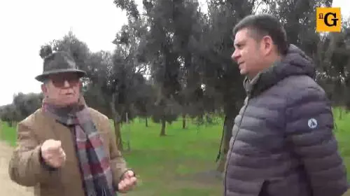 Un imprenditore agricolo:  ​"Ecco come ho salvato i miei ulivi"