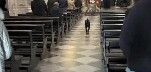 Guaiva troppo. Preso a fucilate il cane che aveva vigilato il padrone morto