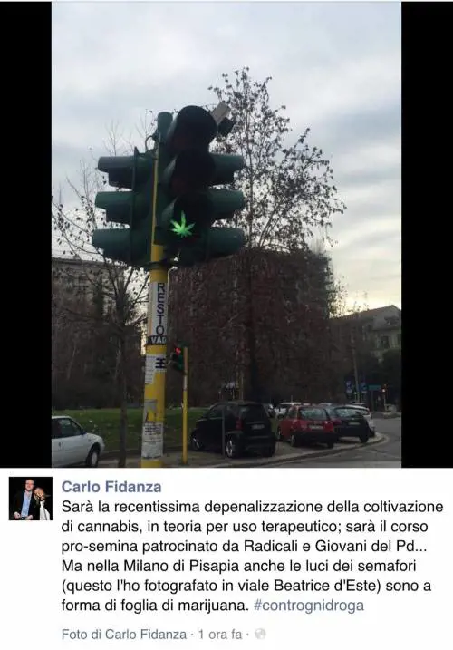 Renzi depenalizza, il Pd coltiva. E la cannabis finisce sui semafori