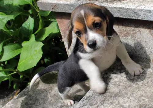 Quando il cane dà la forza di lottare contro la morte