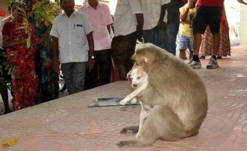 India, il macaco adotta il cagnolino
