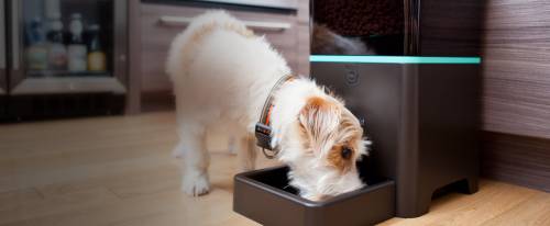 Ecco la smartbowl, la ciotola high tech per gli animali domestici
