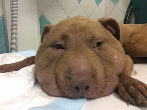 Oristano, cane decapitato con corda. Sul collo i segni della violenza