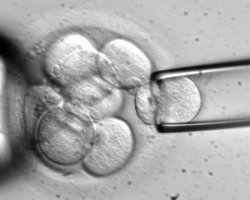 Svolta choc: i genetisti creano embrione totalmente artificiale