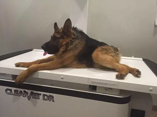 Quasimodo, il cane abbandonato perché malato