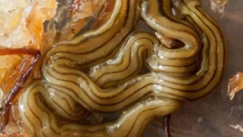 Vermi velenosi in Italia: ecco cosa si rischia