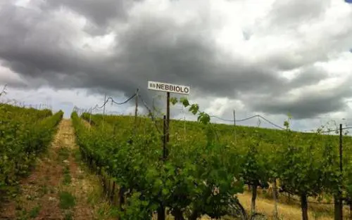 Il Nebbiolo d’Alba DOC: dalle nebbie delle Langhe, un vino d’eccezione