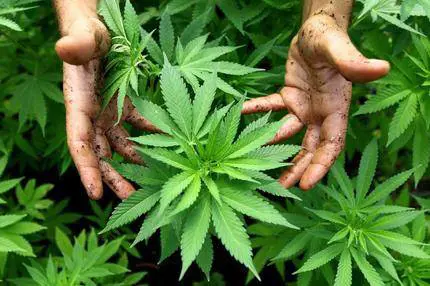 Negli ultimi 20 anni marijuana 3 volte più potente