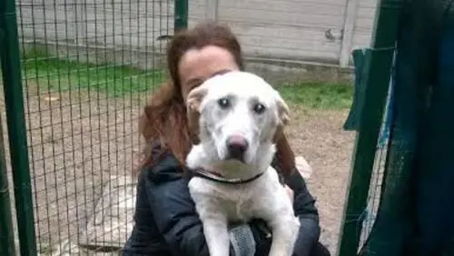 Si sente solo e prende un cane da compagnia. Poi i maltrattamenti