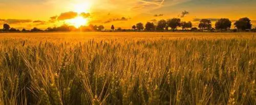 La guerra del grano. Ai consumatori pasta made in Canada