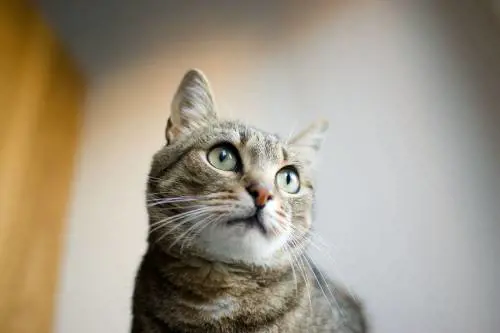 Gb, caccia al "killer di gatti": decine di casi in pochi mesi