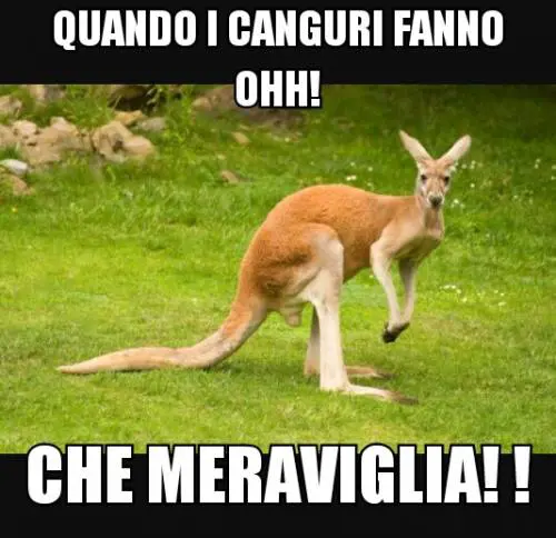 Il web sfotte la Cirinnà e il canguro