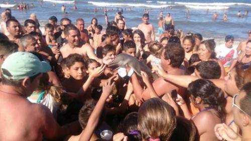 Tragica fine per il delfino: i turisti volevano un selfie