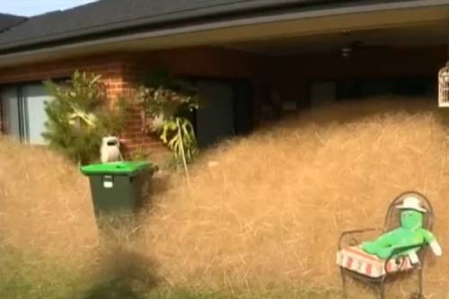Se il "panico peloso" invade la città. È un curioso fenomeno australiano