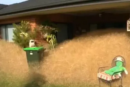 Se il "panico peloso" invade la città. È un curioso fenomeno australiano