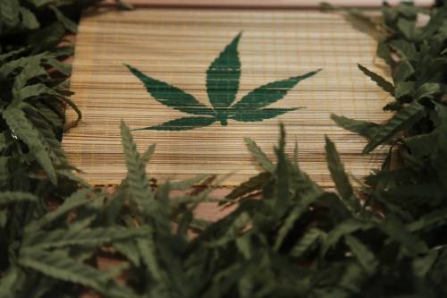 Consulta: "Resta reato coltivare cannabis"