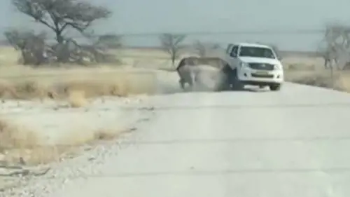 Namibia, il safari incubo: ​il rinoceronte attacca