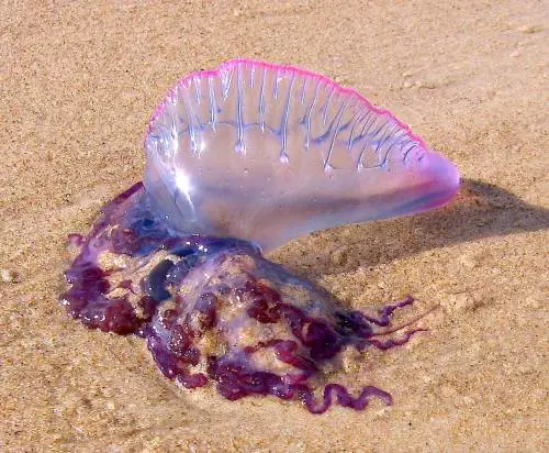 Allarme sulle spiagge italiane: non toccate questi tentacoli letali