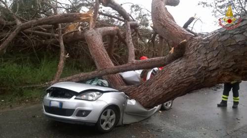 Maltempo a Roma, cade albero su auto