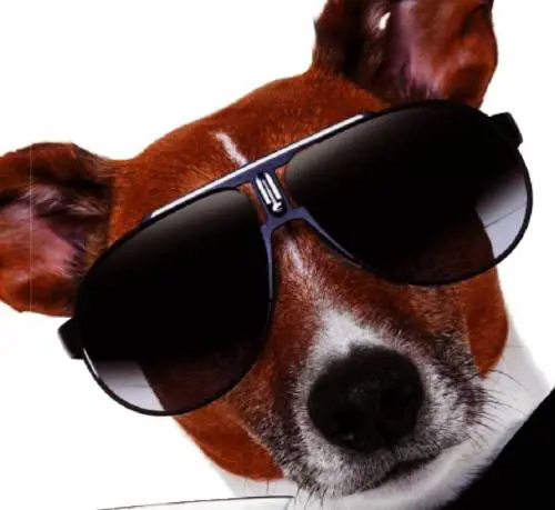 Un vero lusso cane: per cibi e bellezza spendono come noi