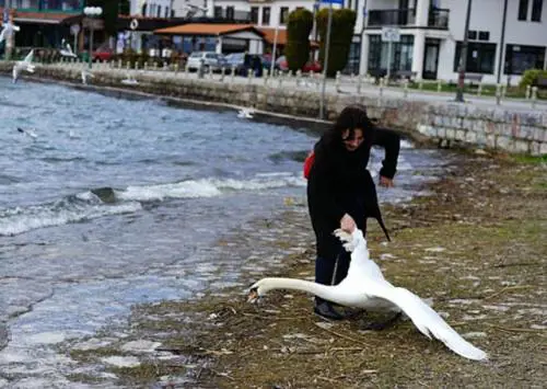 Vuole una foto con il cigno, ma lo afferra troppo forte e lo ammazza