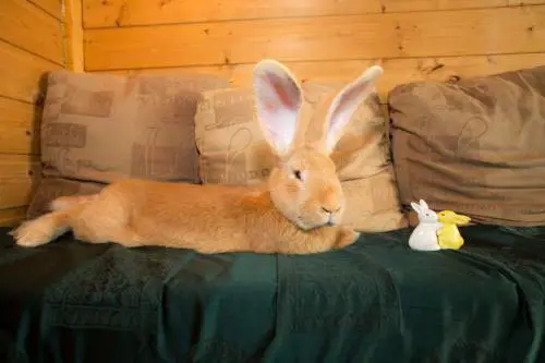 Atlas, il coniglio gigante ha trovato casa