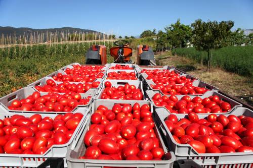 L’oro rosso italiano, pomodori da salvare